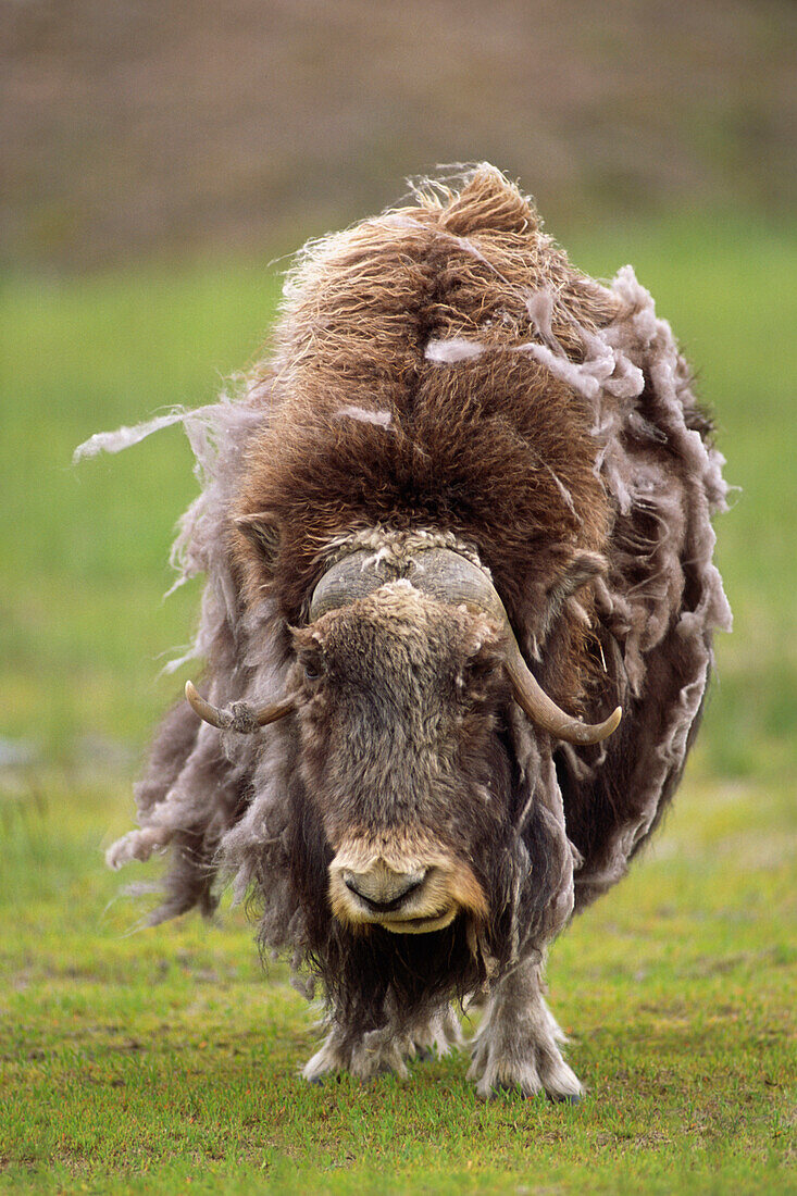 Closeup of very shaggy muskox losing winter layer Captive Alaska Wildlife Conservation Center SC AK