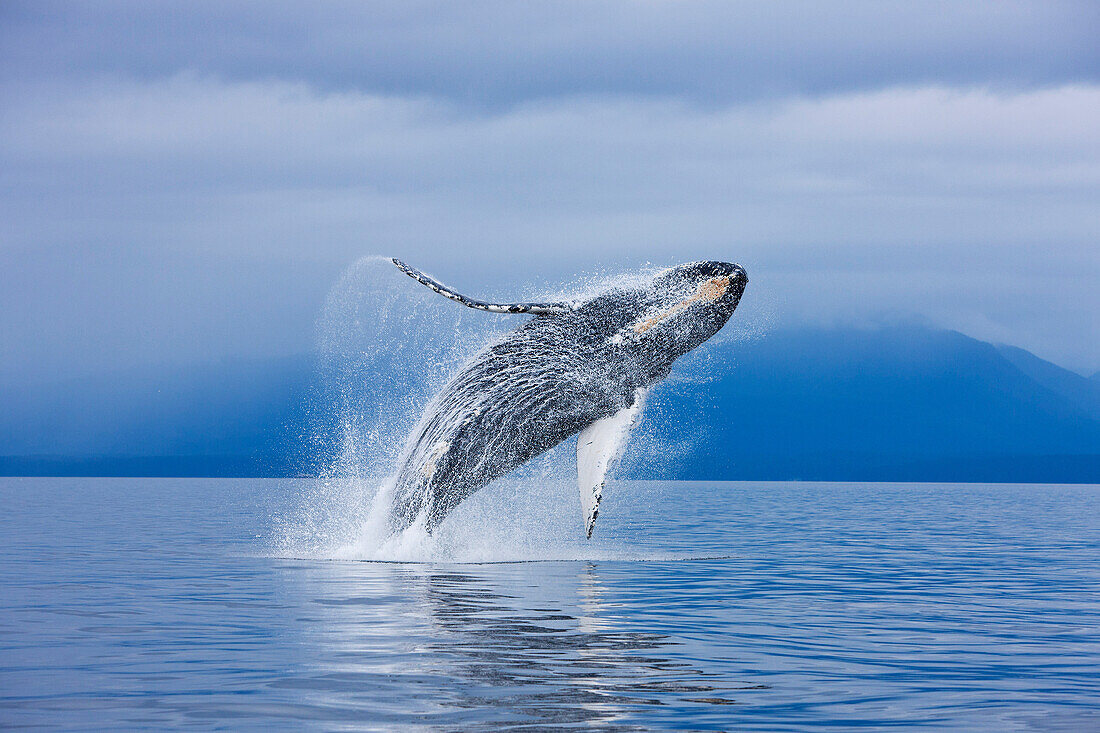 A Humpback whale breaches along the shoreline of Chichagof Island in Chatham Strait, Inside Passage, Tongass National Forest, Admiralty Island, Southeast Alaska, Summer. COMPOSITE