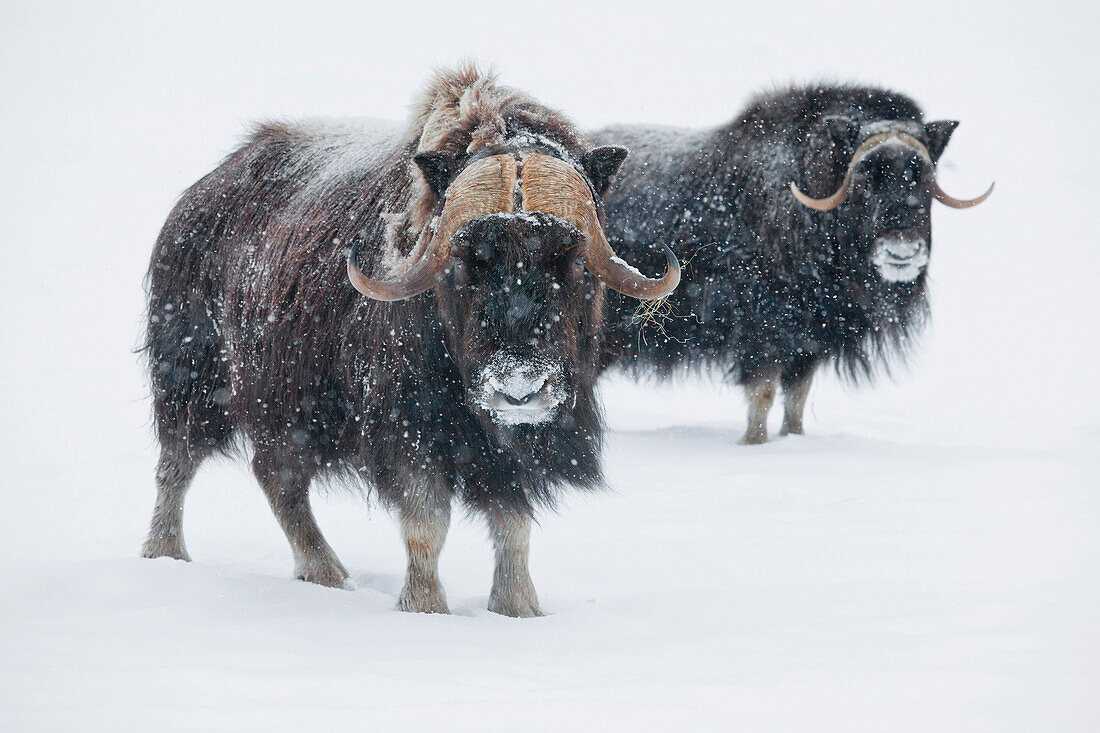 View of a pair of muskoxen bulls at the Alaska Wildlife Conservation Center during a fresh snowfall, Portage, Southcentral Alaska, Winter, CAPTIVE