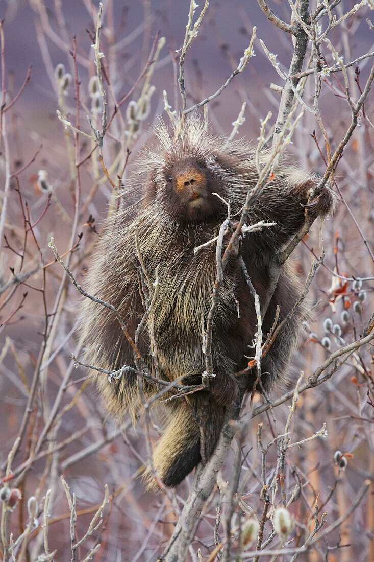 Porcupine hangs on a Willow Tree branch, Interior Alaska, Spring