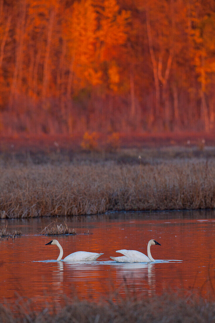 A pair of adult Trumpeter Swans swim in Potter Marsh off Seward Highway at sunset, near Anchorage, Southcentral Alaska, Autumn