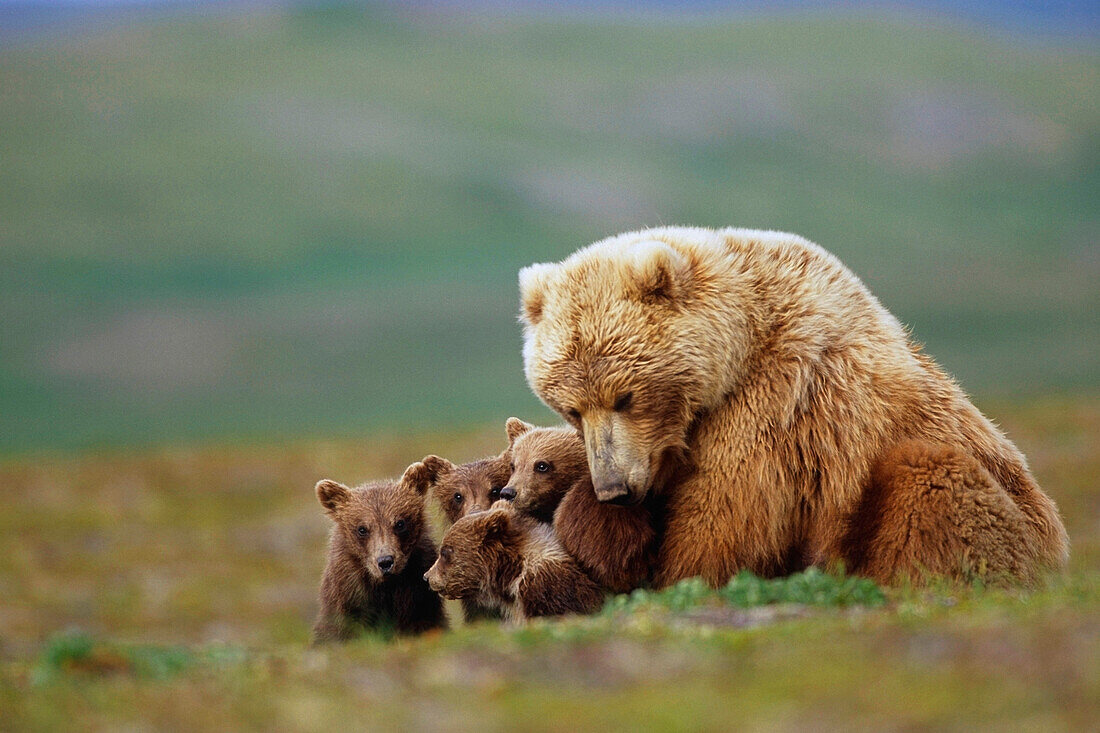 Grizzly Bear sow w/4 young cubs near Moraine Creek Katmai National Park Southwest Alaska Summer