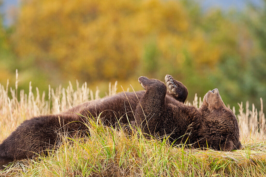 Grizzly relaxed and resting on its back along a river bank at Hallo Bay, Katmai National Park, Alaska