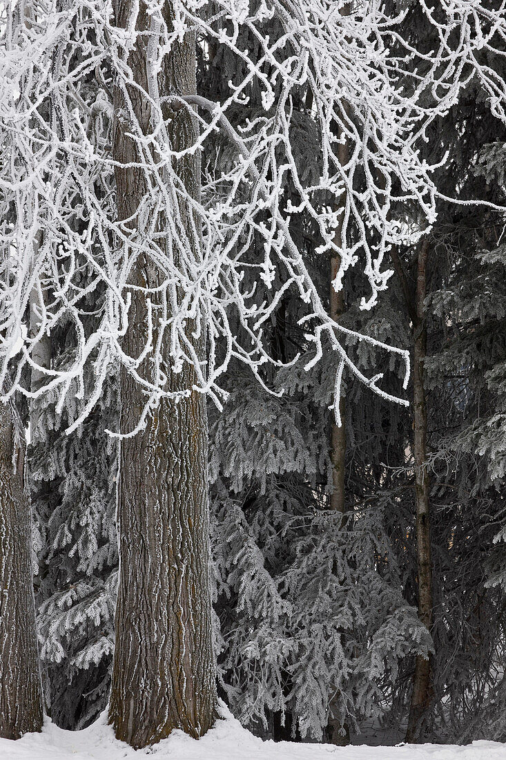 Hoar frost on deciduous and conifer trees at Russian Jack Park golf course in Anchorage, Southcentral Alaska, Winter
