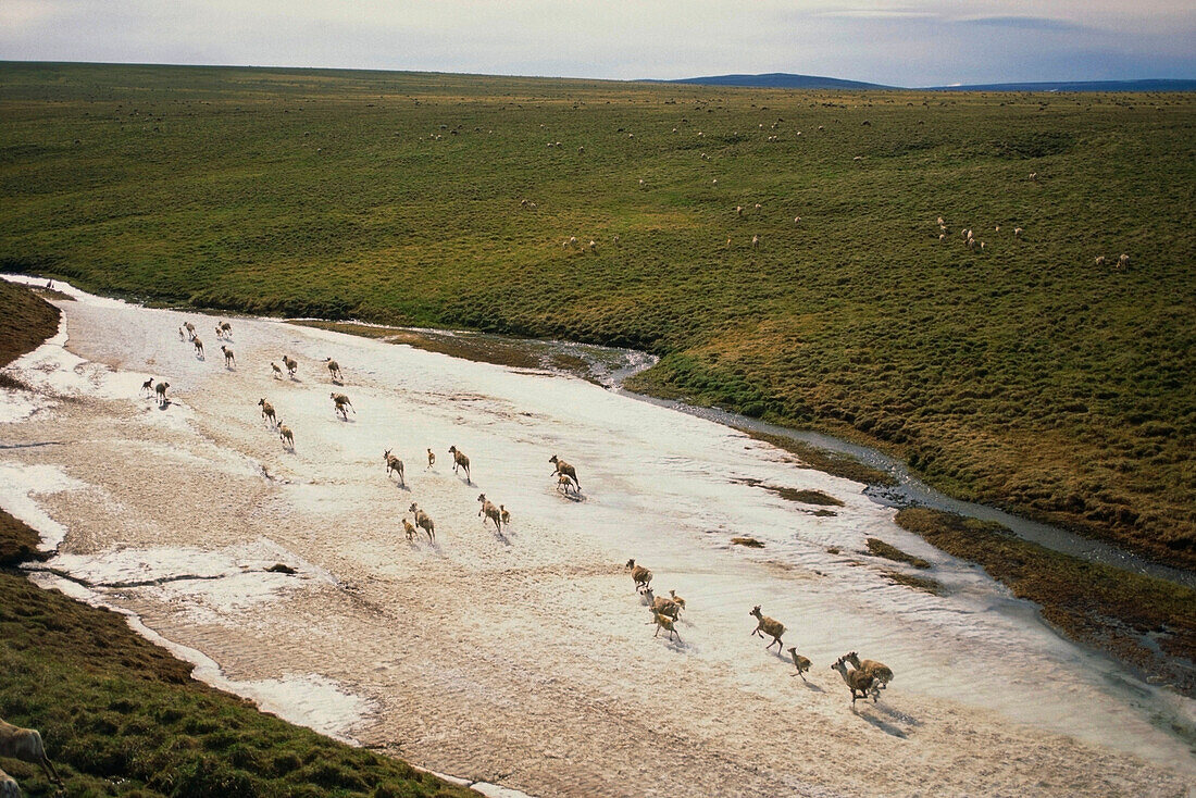Western Arctic Caribou herd migrating north near Colville River Arctic Alaska Spring