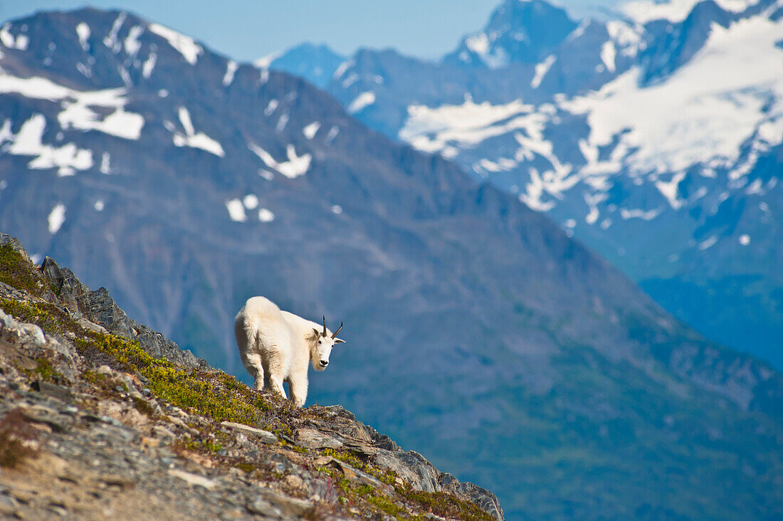 A Mountain Goat near Exit Glacier's Harding Icefield Trail is on a steep hillside, Kenai Fjords National Park, Kenai Peninsula, Southcentral Alaska, Summer