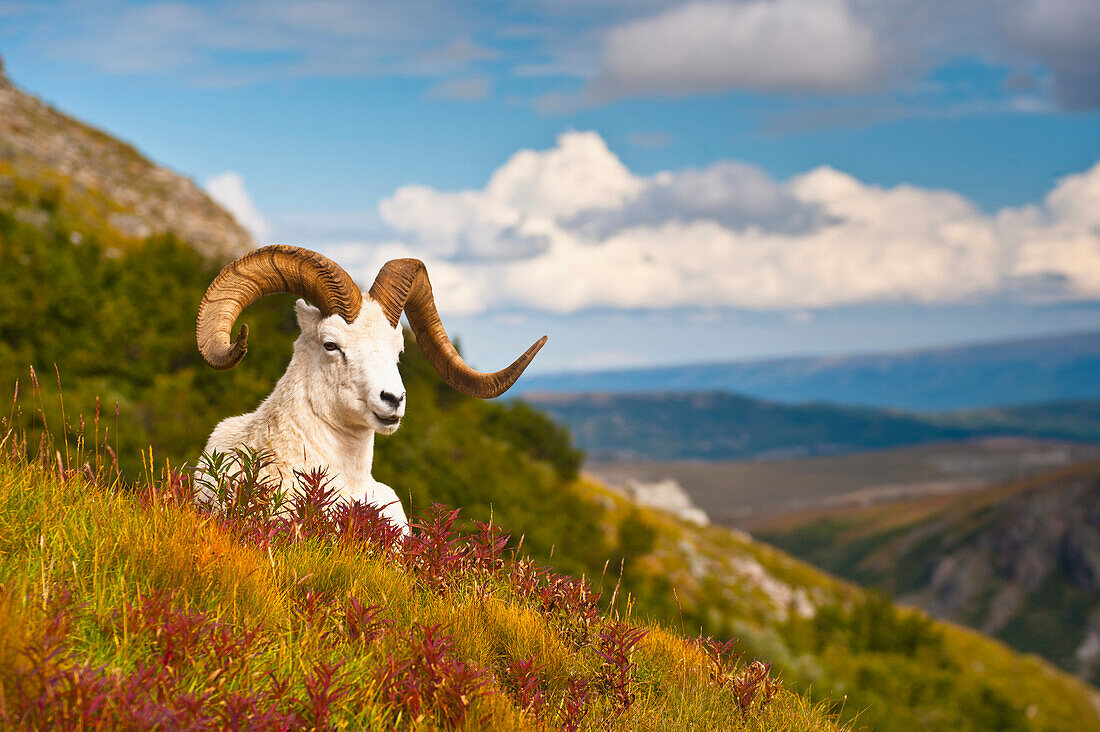 Adult Dall sheep ram resting on a hillside on Fall tundra near Savage River Valley in Denali National Park and Preserve, Interior Alaska, Autumn