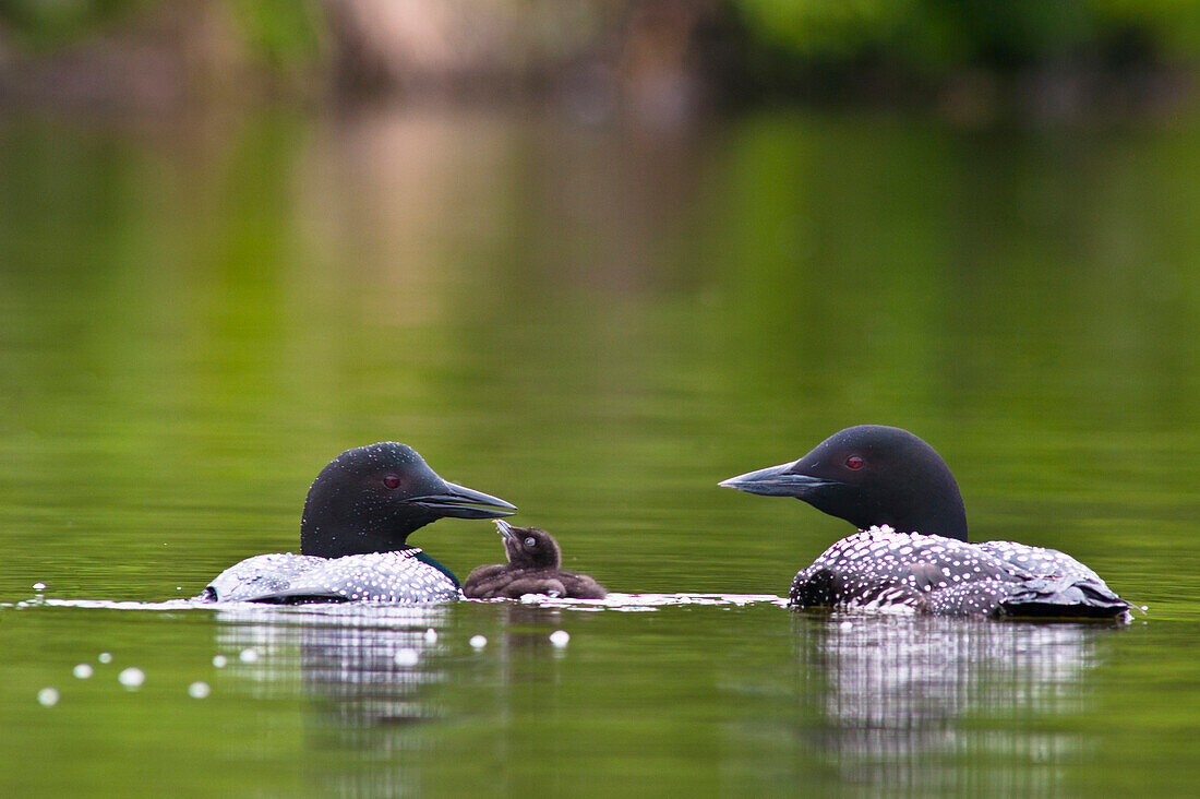 Close up view of two Common Loons feeding their chick on Beach Lake, Chugach State Park, Southcentral Alaska, Summer