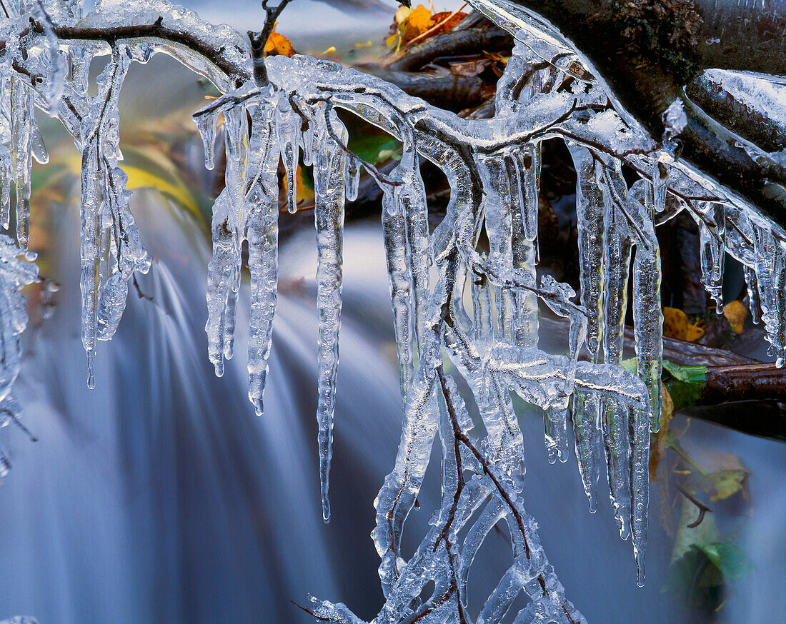 Ice Covered Branch w/Waterfall Chugach State Park Southcentral Alaska Autumn