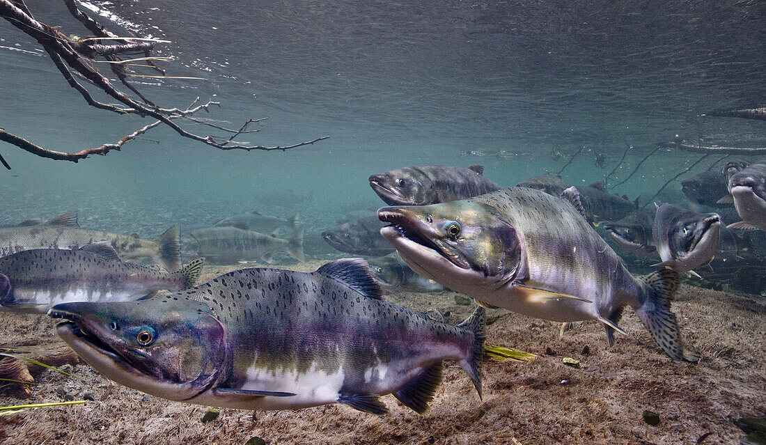 Underwater view of pink and chum salmon on spawning grounds in Hartney Creek, near Cordova, Southcentral Alaska