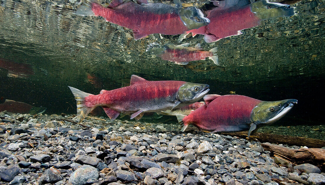 Underwater view of sockeye salmon on spawning grounds in Power Creek, near Cordova, Southcentral Alaska