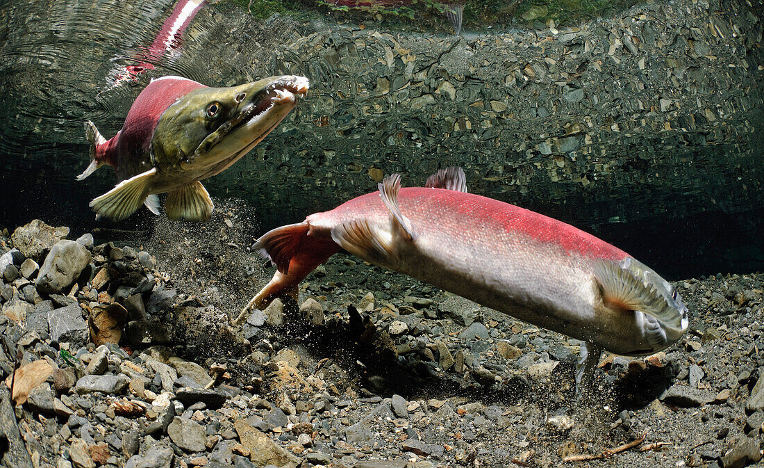 Paired up Sockeye with female salmon excavating a redd, Power Creek, Copper River Delta, Prince William Sound, Southcentral Alaska