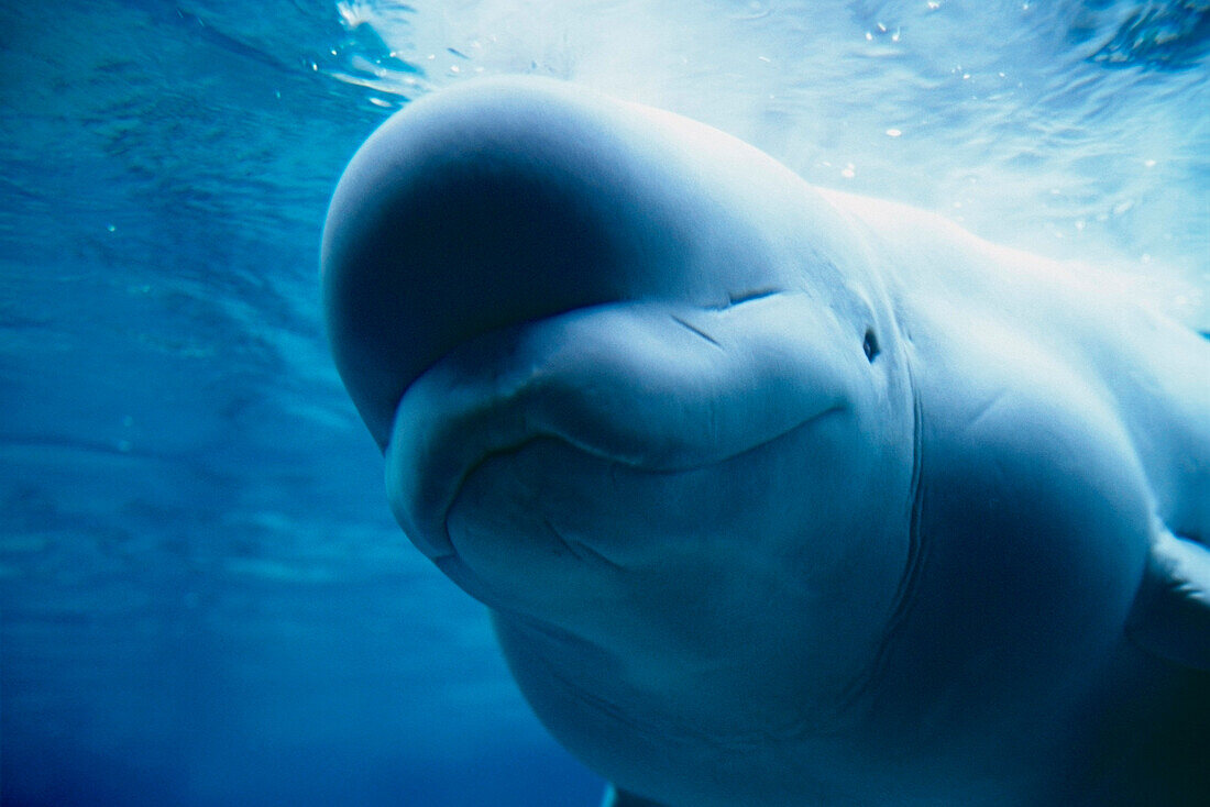 Underwater close up view of a captive Beluga Whale swimming near the surface at the Pt. Defiance Zoological Park in Tacoma, Washington.