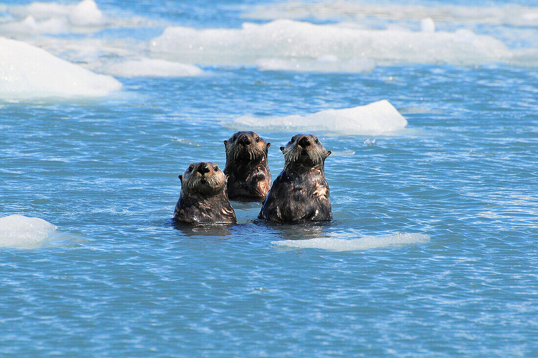 Sea Otters swim in an ice floe at Yale Glacier in Prince William Sound, Southcentral Alaska, Summer