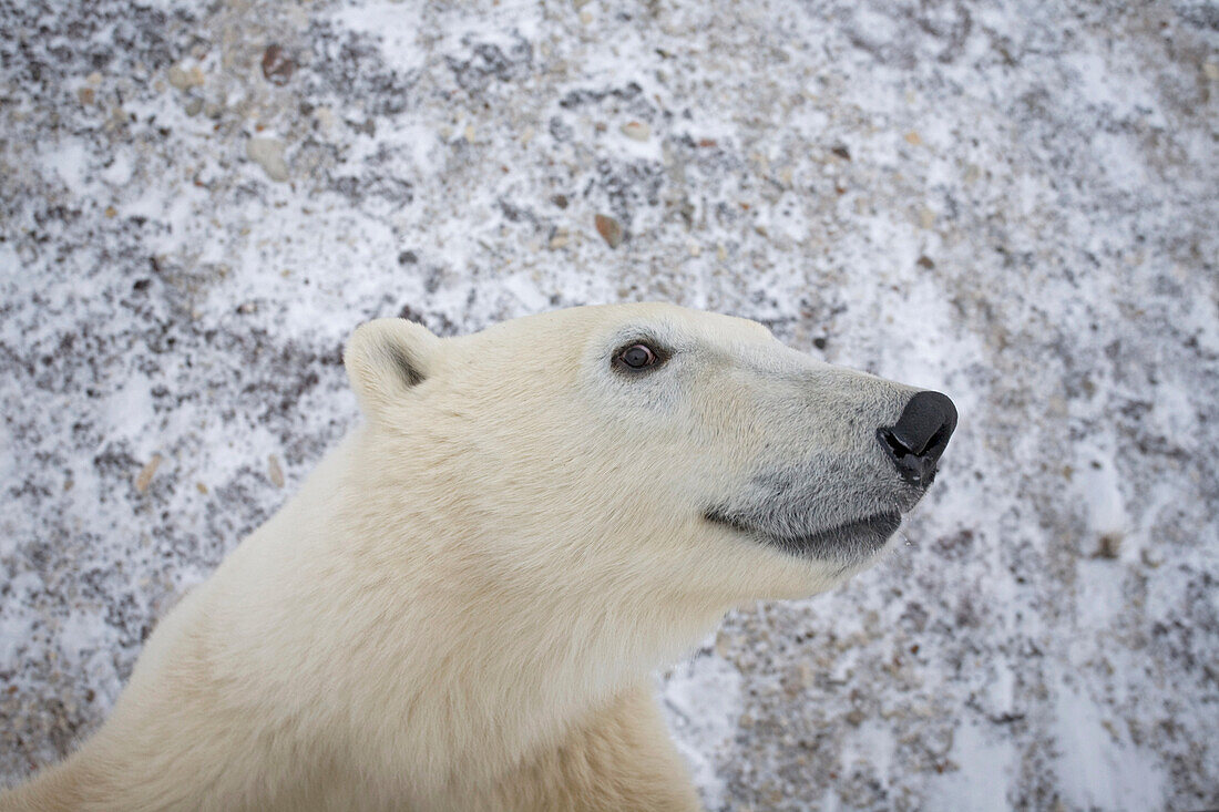 An adult Polar Bear (Ursus maritimus) stands on it hind legs and looks curiously into the camera, Churchill, Manitoba, Canada, Winter
