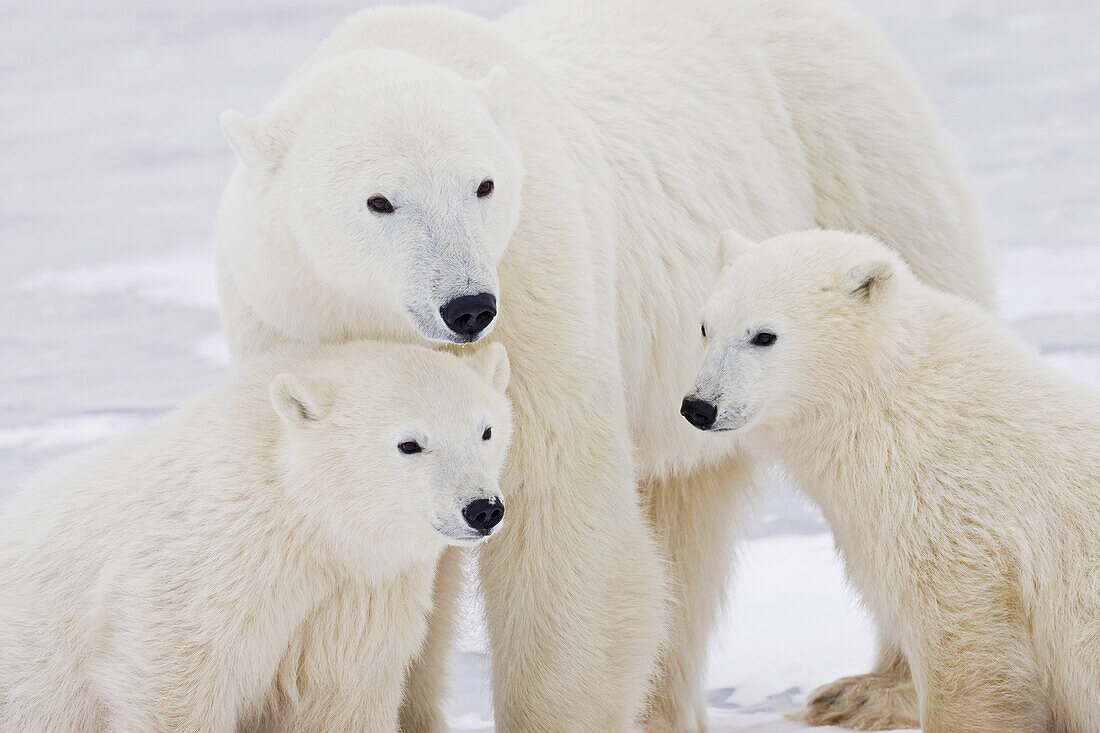 Portrait of two yearling Polar Bear (Ursus maritimus) cubs sitting with their mother in Churchill, Manitoba, Canada, Winter