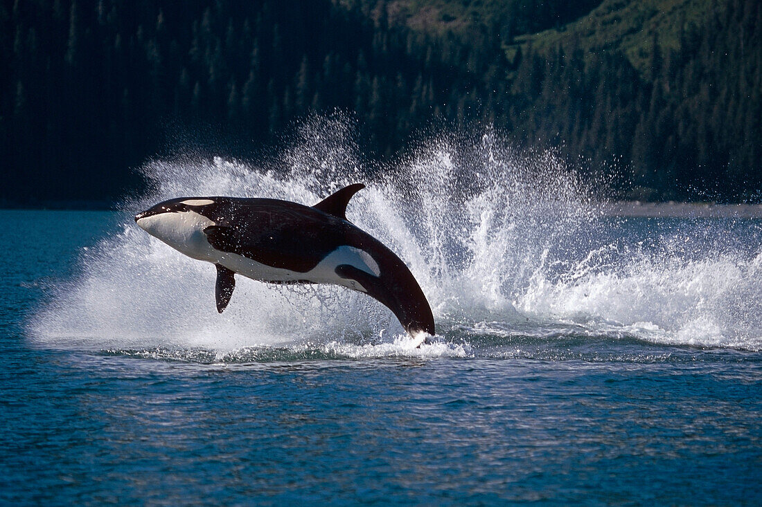 Double Breaching Orcas Bainbridge Passage Prince William Sound Alaska Summer Southcentral