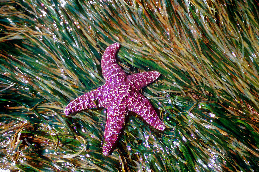 Purple Sea Star on a bed of Eel grass Southeast Alaska