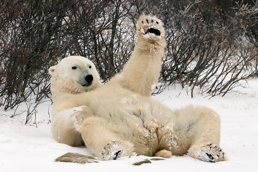 Polar Bear lying on back with left paw raised at Churchill, Manitoba, Canada.
