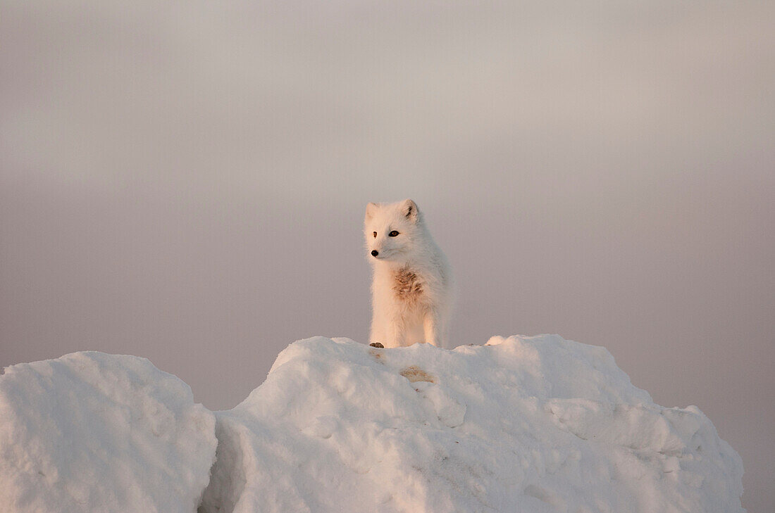Arctic Fox stands in late afternoon sun on top of a large chunk of ice, Churchill, Manitoba Canada, Winter