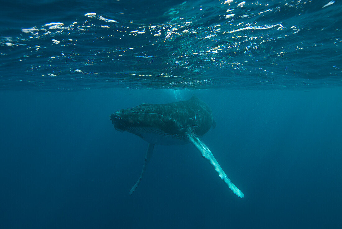 Underwater view of a Humpback whale in the Atlantic Ocean.