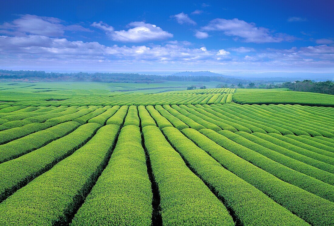 Green tea farm, Jeju Island