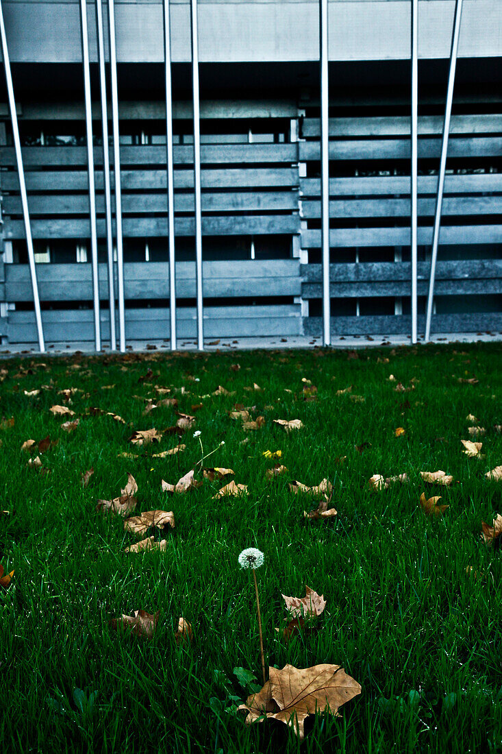 Leaves on Green Grass