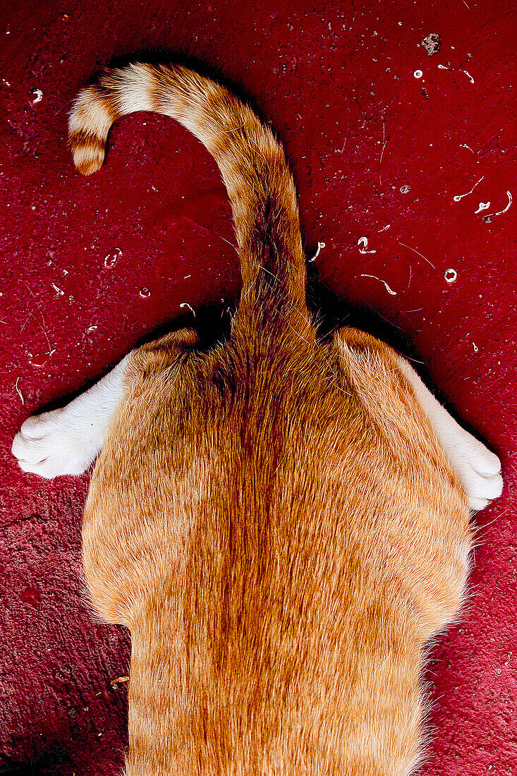Orange Cat and Tail, High Angle View