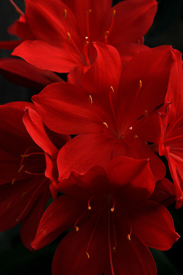 Blooming Red Flowers, Close-up