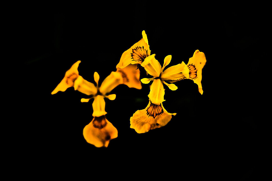 Wild Yellow Irises