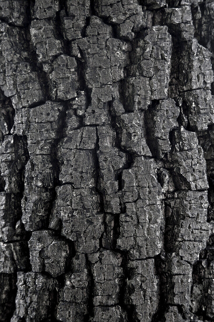 Tree Bark, Close-up 4