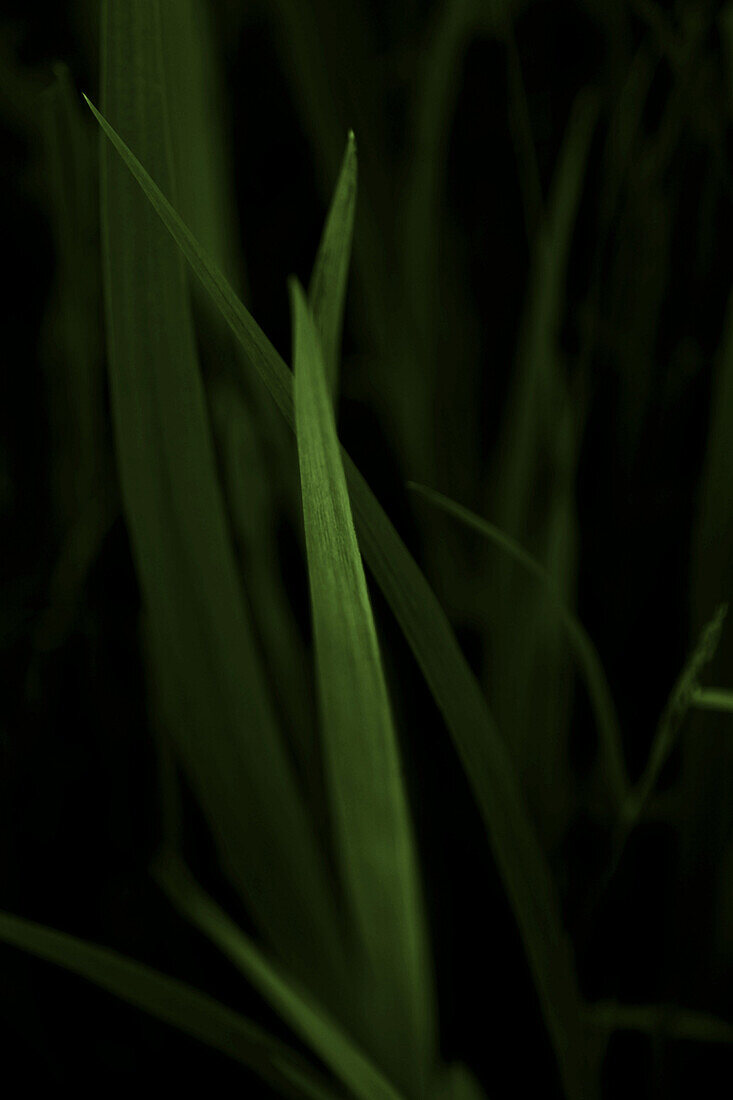 Blades of Grass, Close-up