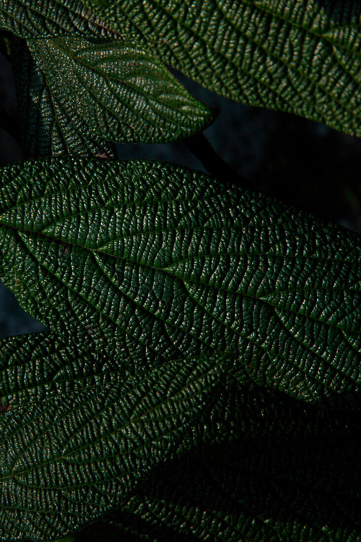 Green Leaves, Close-up