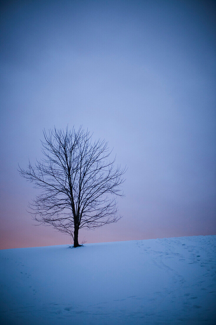Bare Tree in Snowy Field at Dusk