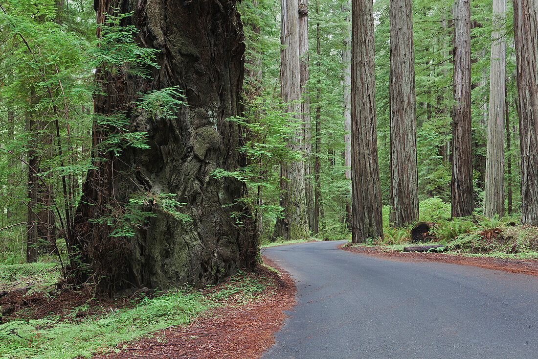 The giant redwoods trees in Humboldt Redwards State Park.