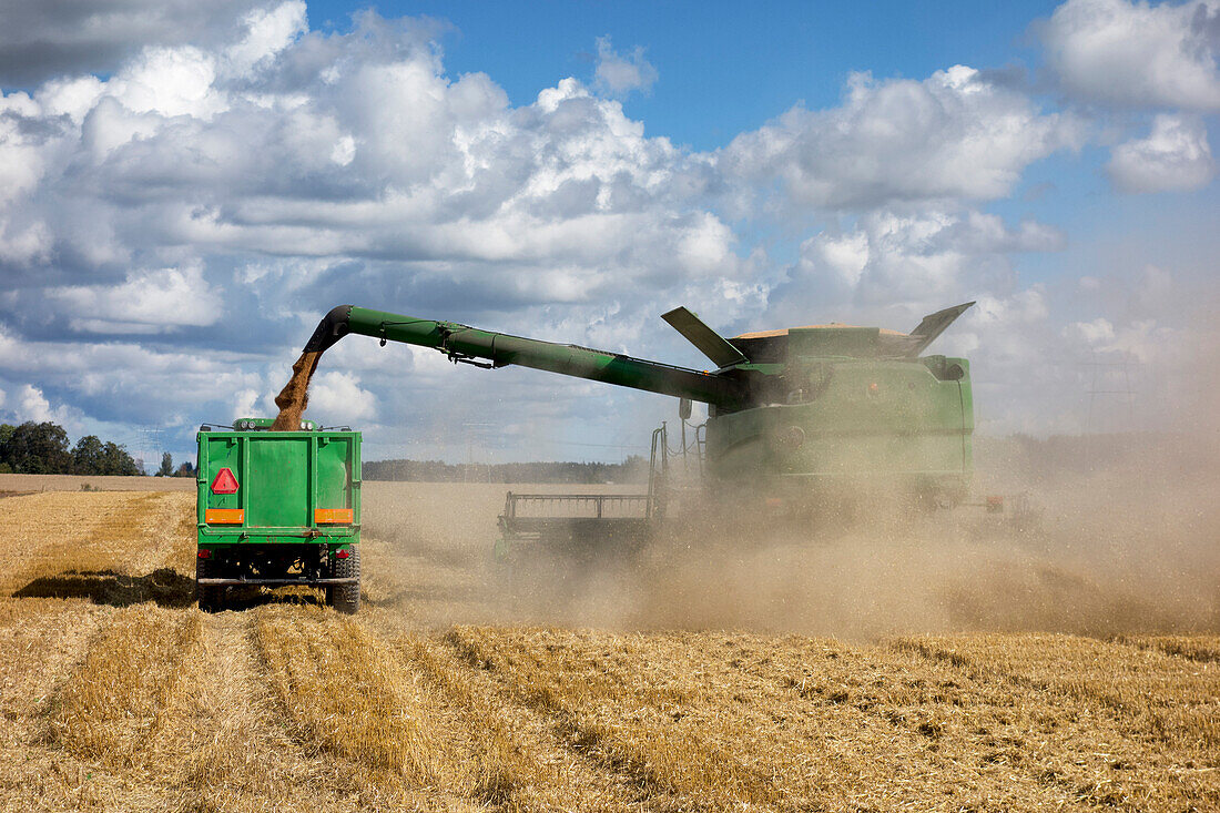 A large combine harvester machinery cutting the ripe arable crop. Dust rising from the cut straw. Grain shute with a flow of grain into a trailer.