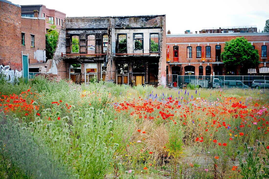 Overgrown Field Of Wildflowers In Urban Setting