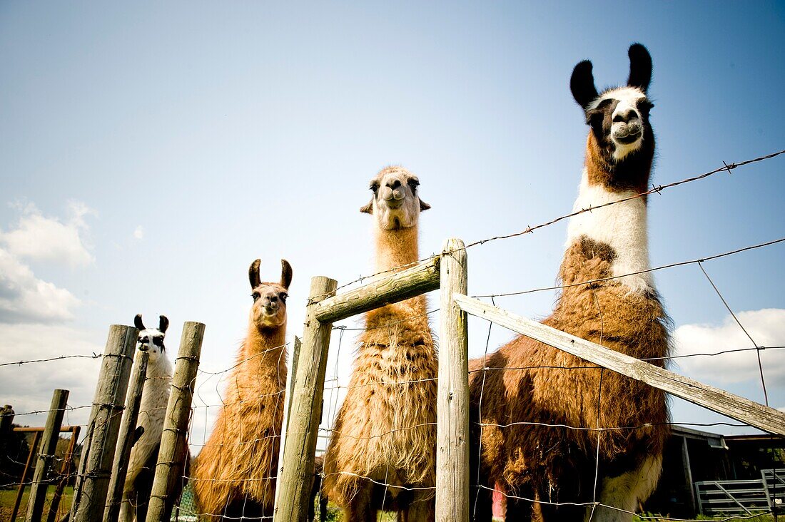 Four Lamas Behind Barbed Wire Fence