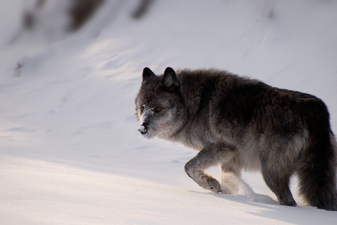 Alberta, Canada, Female Grey Wolf Walking Through The Snow