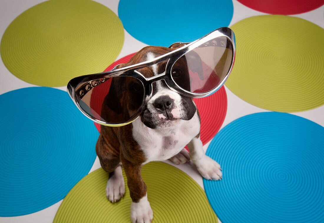 Portrait Of Dog Wearing Oversized Sunglasses