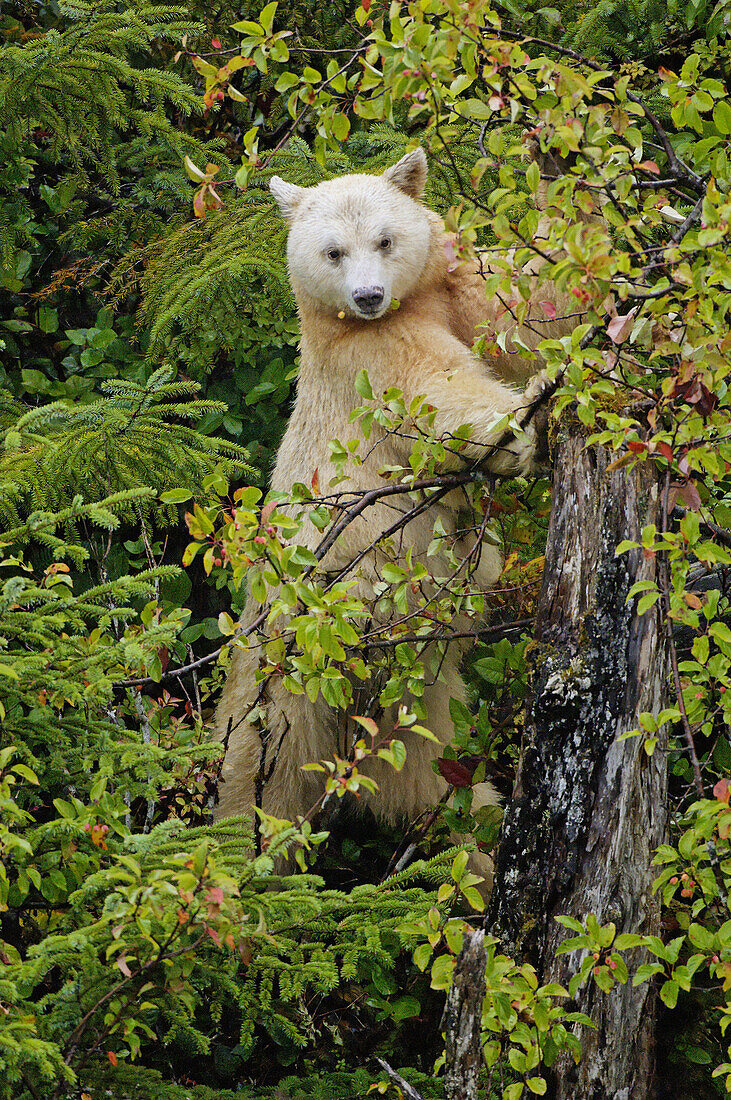 Spirit bear (Ursus americanus Kermodei) on Princess Royal Island, British Columbia, Canada. This bear is a rare subspecie of the american black bear (Ursus americanus) bearing a white creamy fur