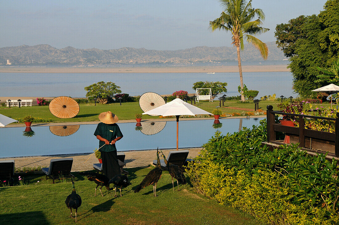 TGarden with peackocks, hiripyitsaya Resort, Bagan, Myanmar, Burma, Asia