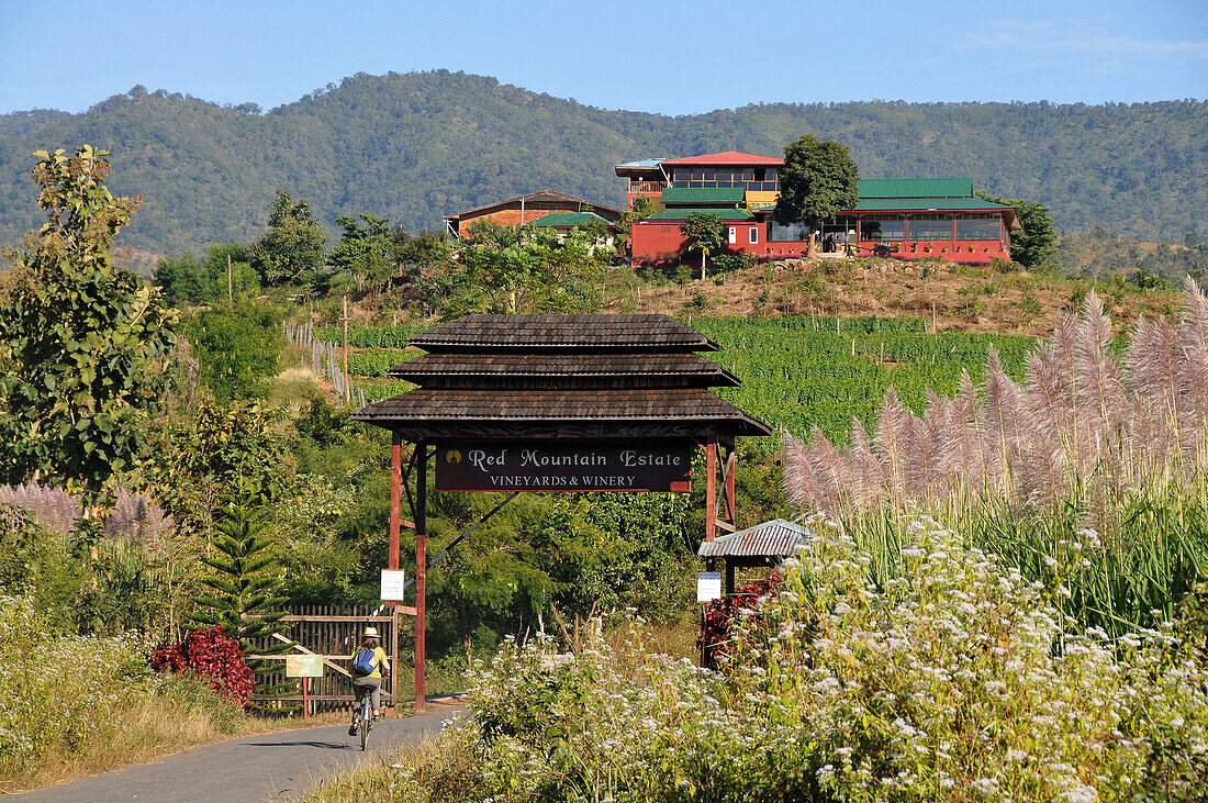 Vinery red Mountain Estate near Nyaungshwe at Inle Lake, Myanmar, Burma, Asia