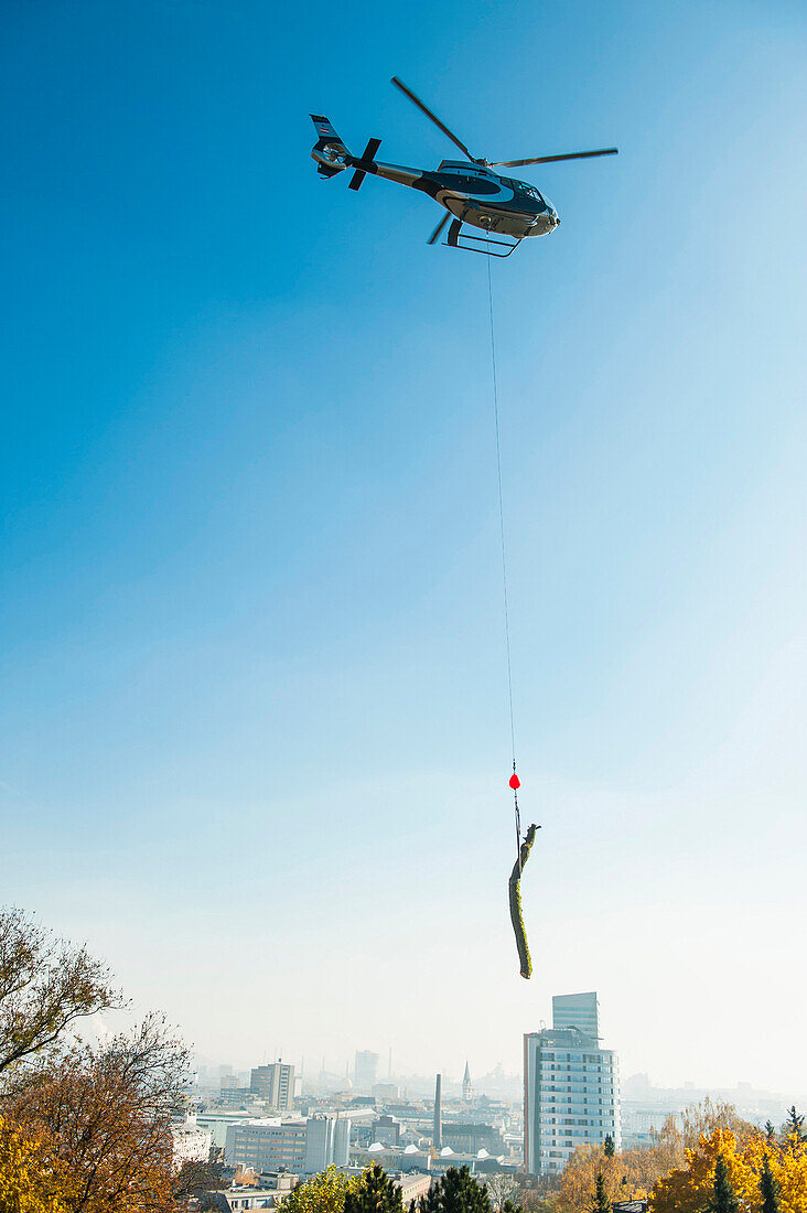 Tree cutting in linz, Transporting trees by helicopter, Linz, Upper Austria, Austria