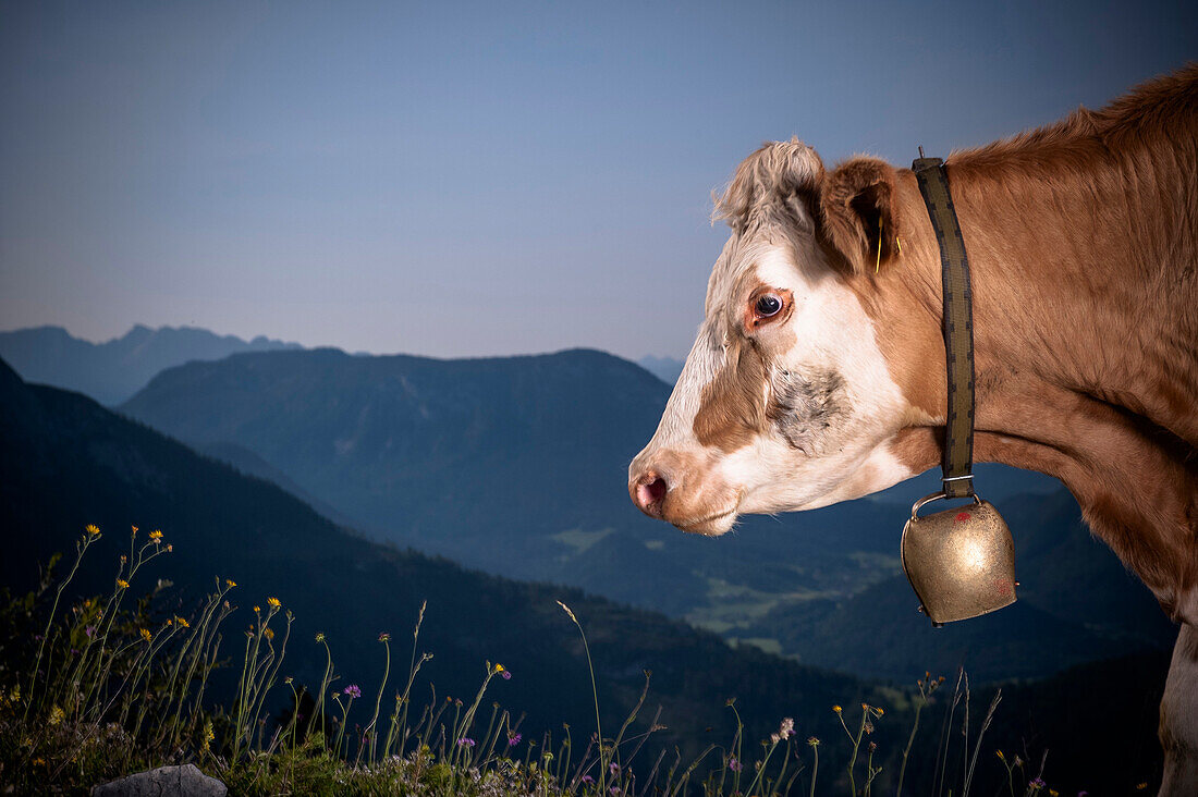 Kuh steht auf Almwiese, Berglandschaft, Österreich
