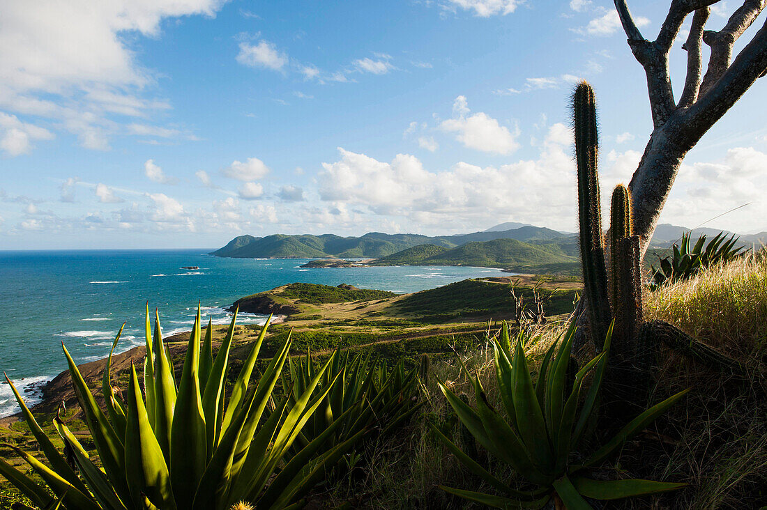 Coastal landscape with cactus, St. Lucia, Windward Islands, Lesser Antilles, Caribbean