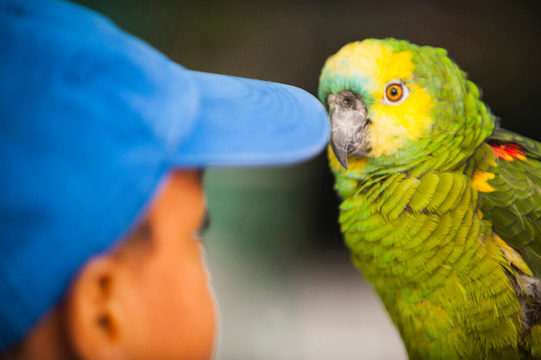 Trusting parrot with young boy, Caribbean