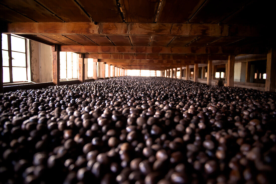 Nutmegs laid out for drying, Caribbean nutmeg plantation, Caribbean