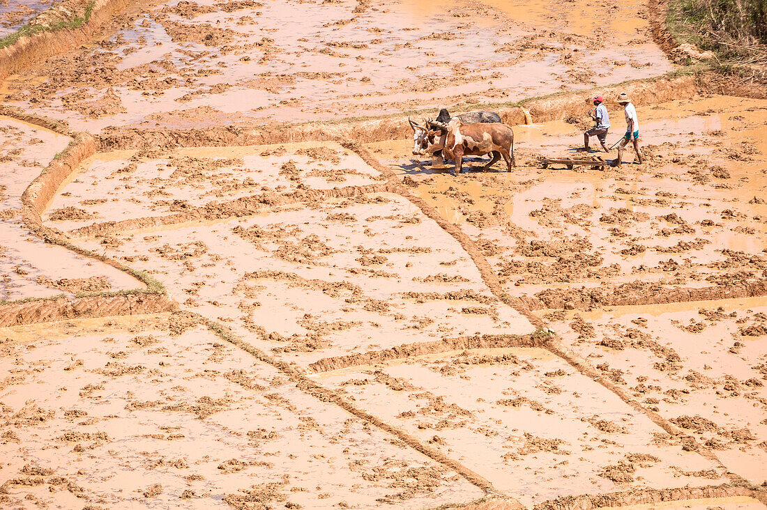 Farmers ploughing a field, Madagascar, Africa