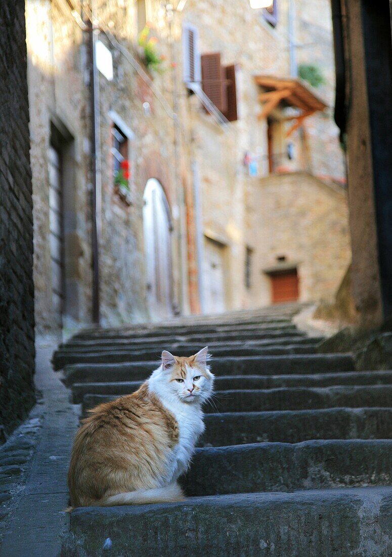 Anghiari village, Tuscany, Italy, Europe